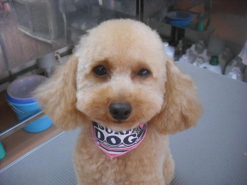 ファイル 1636-1.jpg