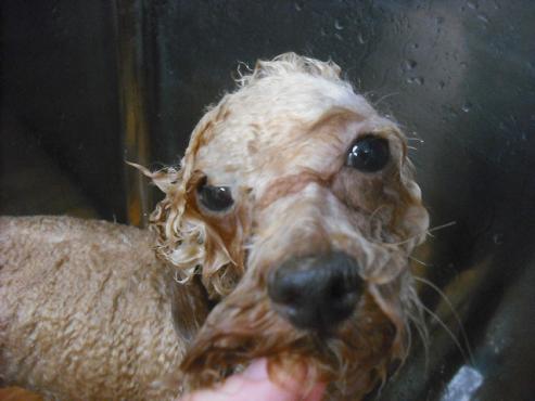 ファイル 1636-2.jpg