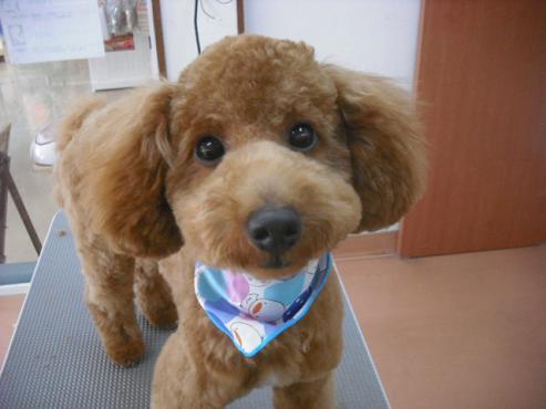 ファイル 1641-1.jpg