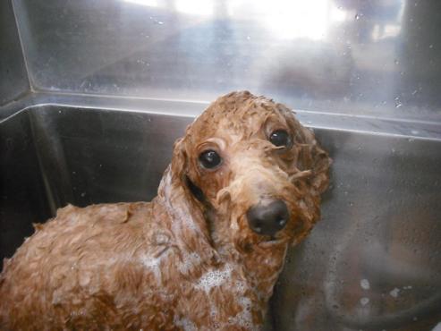 ファイル 1641-2.jpg