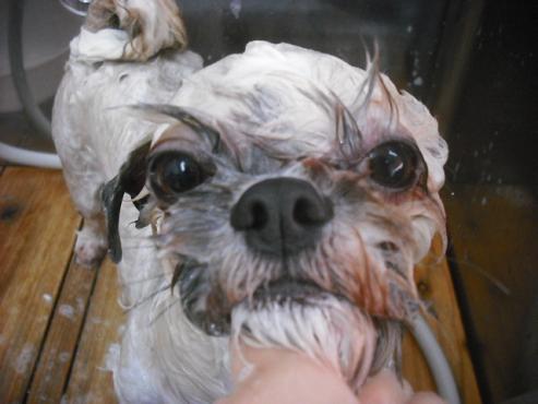 ファイル 1642-2.jpg