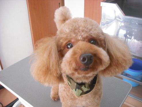 ファイル 1644-1.jpg