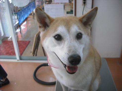 ファイル 1646-1.jpg