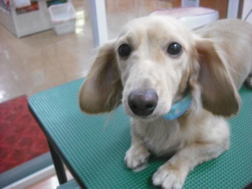 ファイル 1650-1.jpg