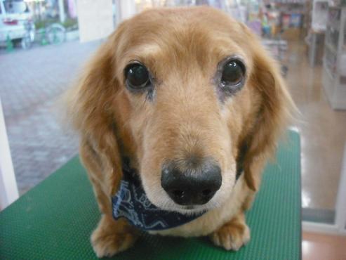 ファイル 1653-1.jpg