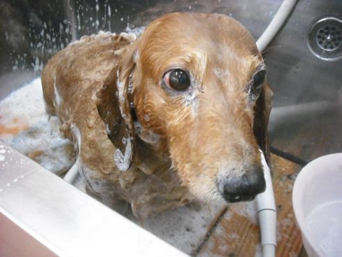 ファイル 1653-2.jpg