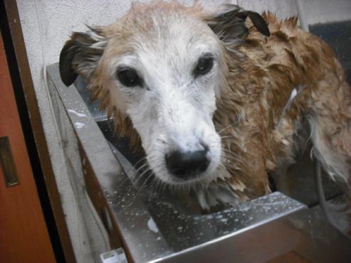 ファイル 1656-2.jpg