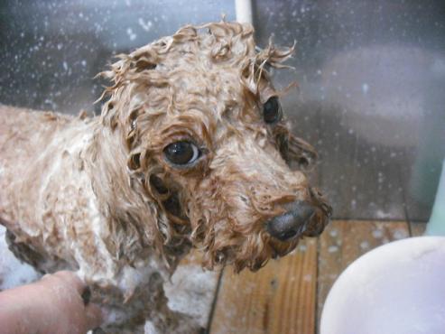 ファイル 1657-2.jpg