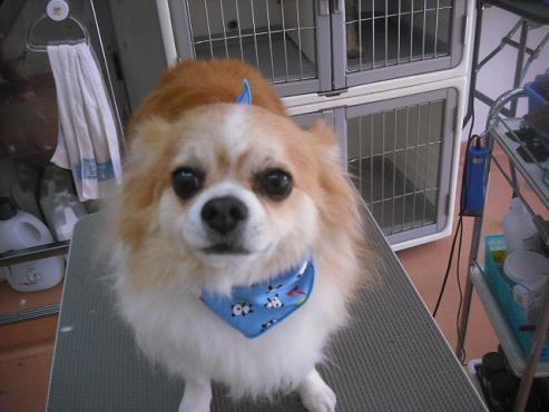 ファイル 1658-1.jpg