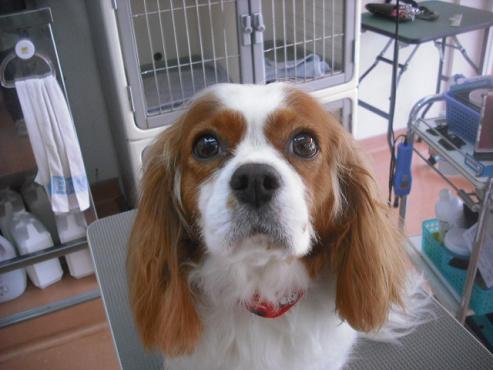 ファイル 1660-1.jpg