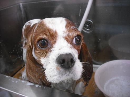 ファイル 1660-2.jpg