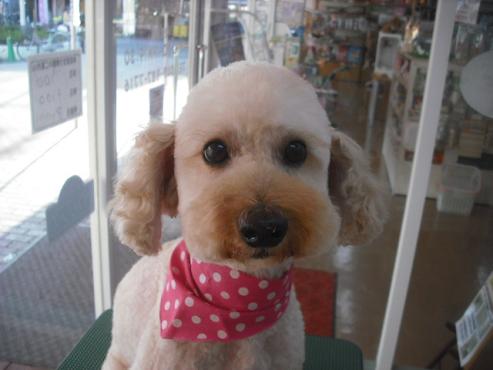 ファイル 1661-1.jpg