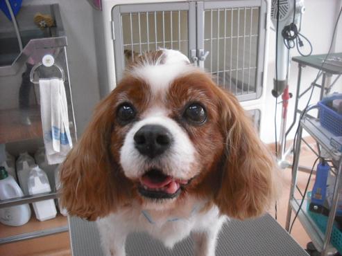 ファイル 1662-1.jpg