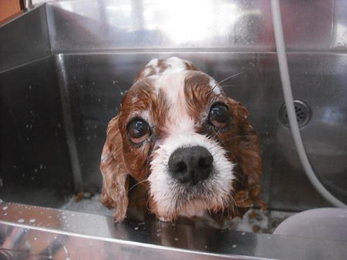 ファイル 1662-2.jpg