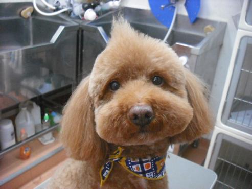 ファイル 1663-1.jpg