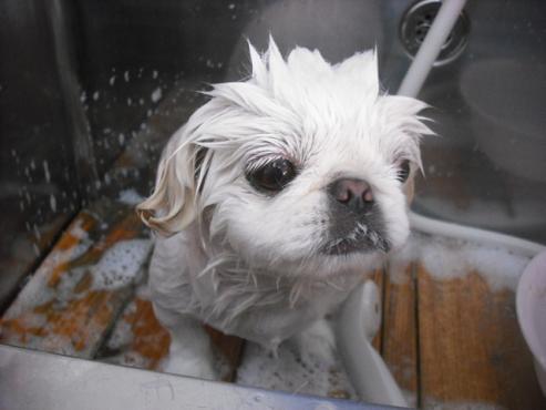 ファイル 1664-2.jpg