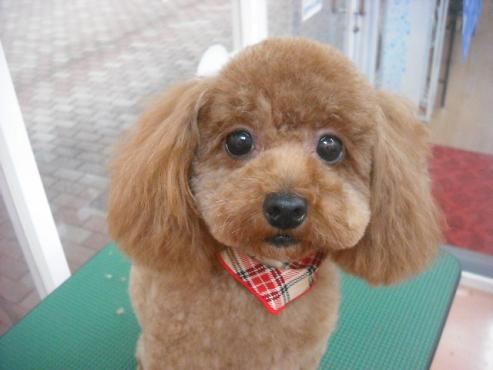 ファイル 1665-1.jpg