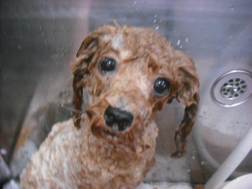 ファイル 1665-2.jpg