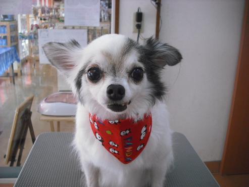 ファイル 1671-1.jpg