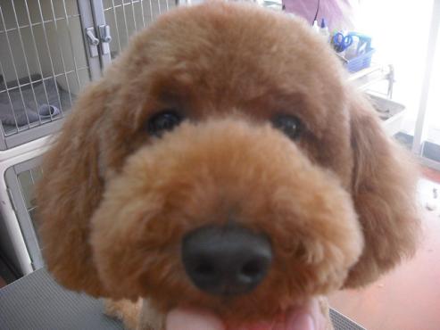 ファイル 1672-1.jpg