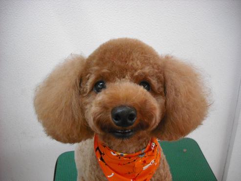 ファイル 1680-1.jpg