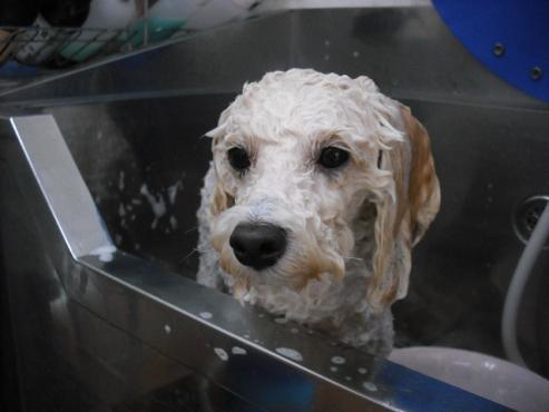 ファイル 1684-2.jpg