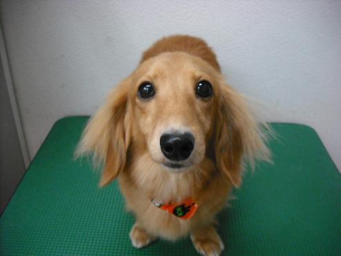 ファイル 1685-1.jpg