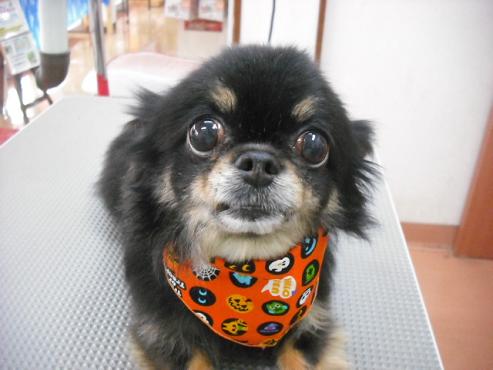 ファイル 1686-1.jpg