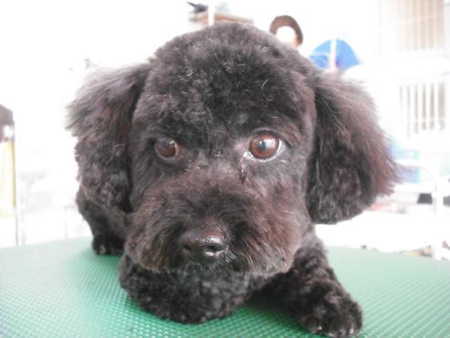 ファイル 1688-1.jpg