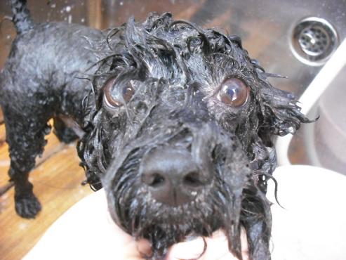 ファイル 1688-3.jpg