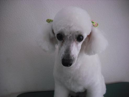 ファイル 1689-1.jpg