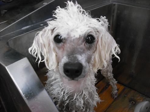 ファイル 1689-3.jpg