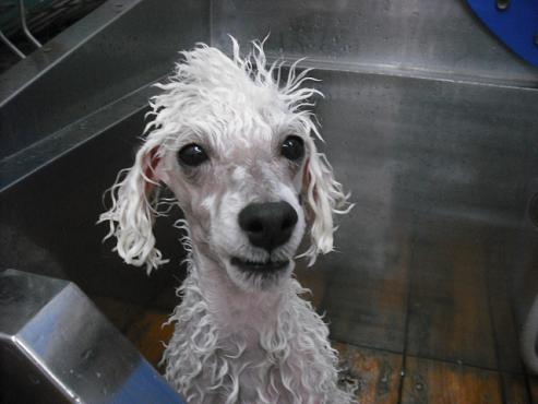 ファイル 1690-2.jpg