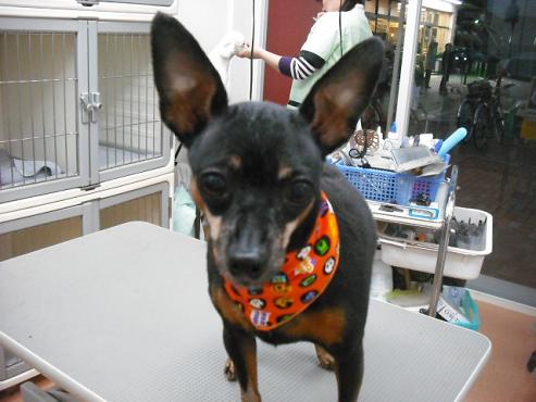 ファイル 1691-2.jpg