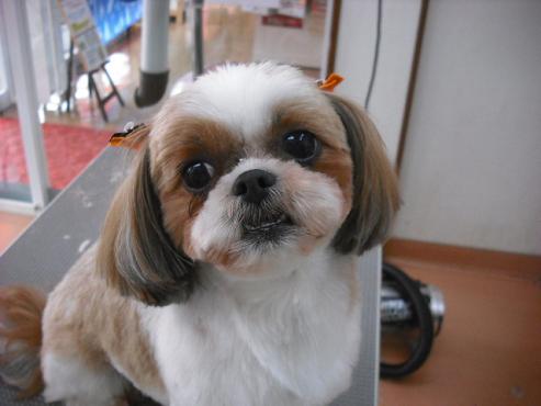 ファイル 1695-1.jpg