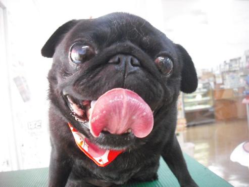 ファイル 1696-1.jpg