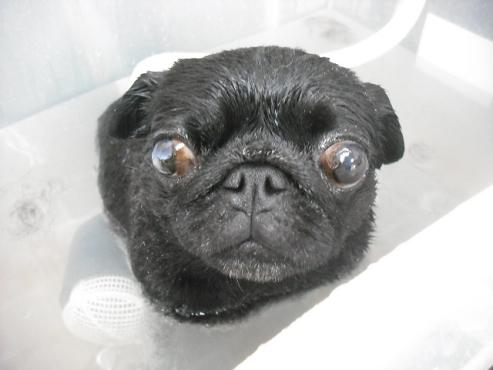 ファイル 1696-2.jpg