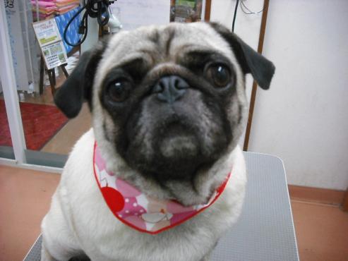 ファイル 1697-1.jpg