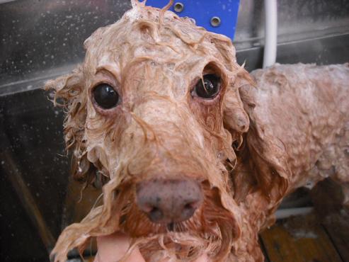 ファイル 1698-1.jpg