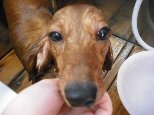 ファイル 1699-2.jpg