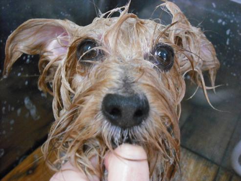 ファイル 1700-2.jpg