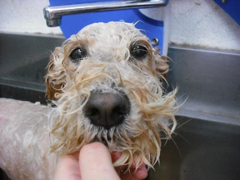 ファイル 1701-2.jpg