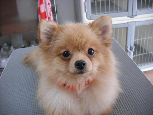 ファイル 1703-1.jpg