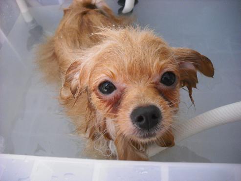 ファイル 1703-2.jpg