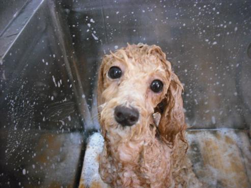 ファイル 1704-2.jpg