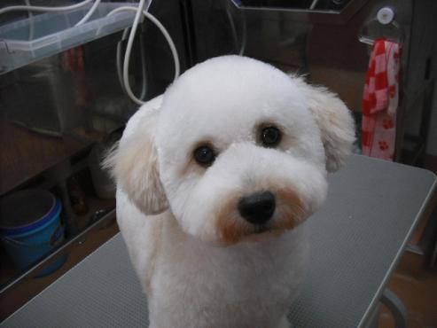 ファイル 1705-1.jpg