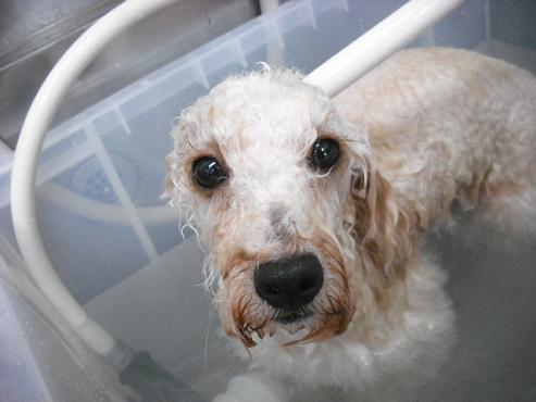 ファイル 1705-2.jpg