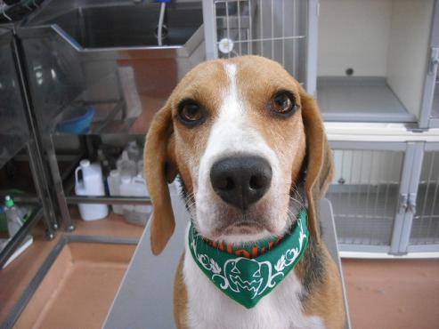 ファイル 1707-1.jpg