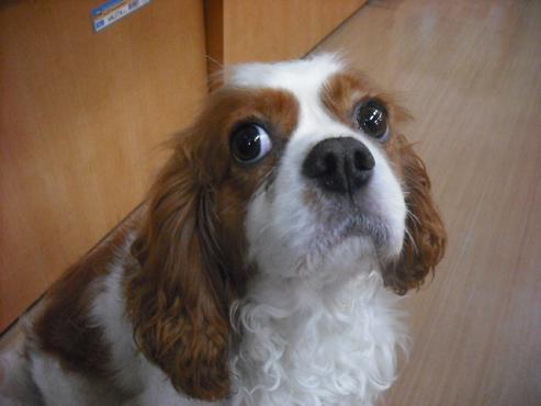 ファイル 1708-1.jpg