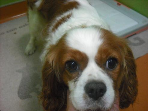 ファイル 1708-2.jpg